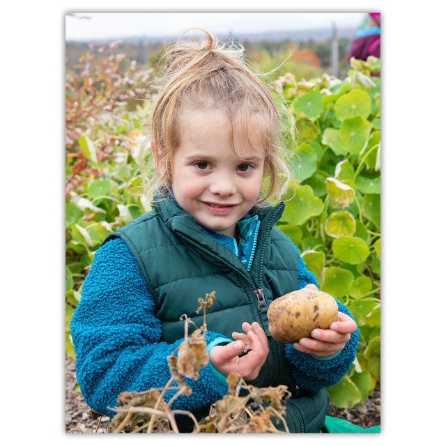 A young girl holds a freshly picked potato in a garden and smiles