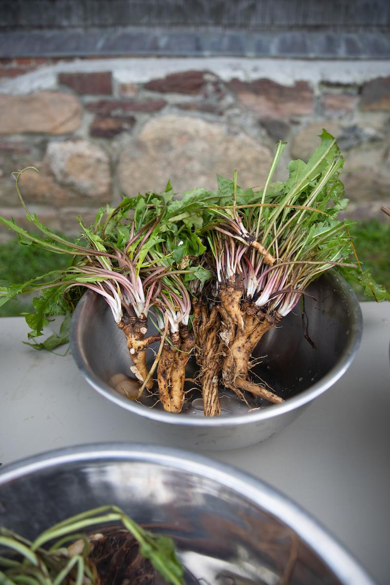 a bowl of freshly wildcrafted dandelion roots