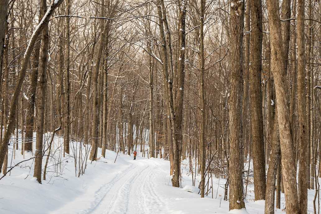 Miles in the woods