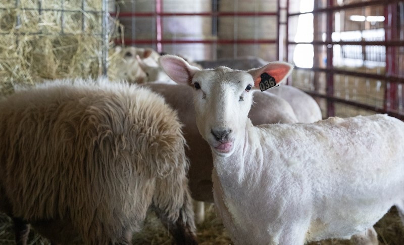 A freshly shorn sheep