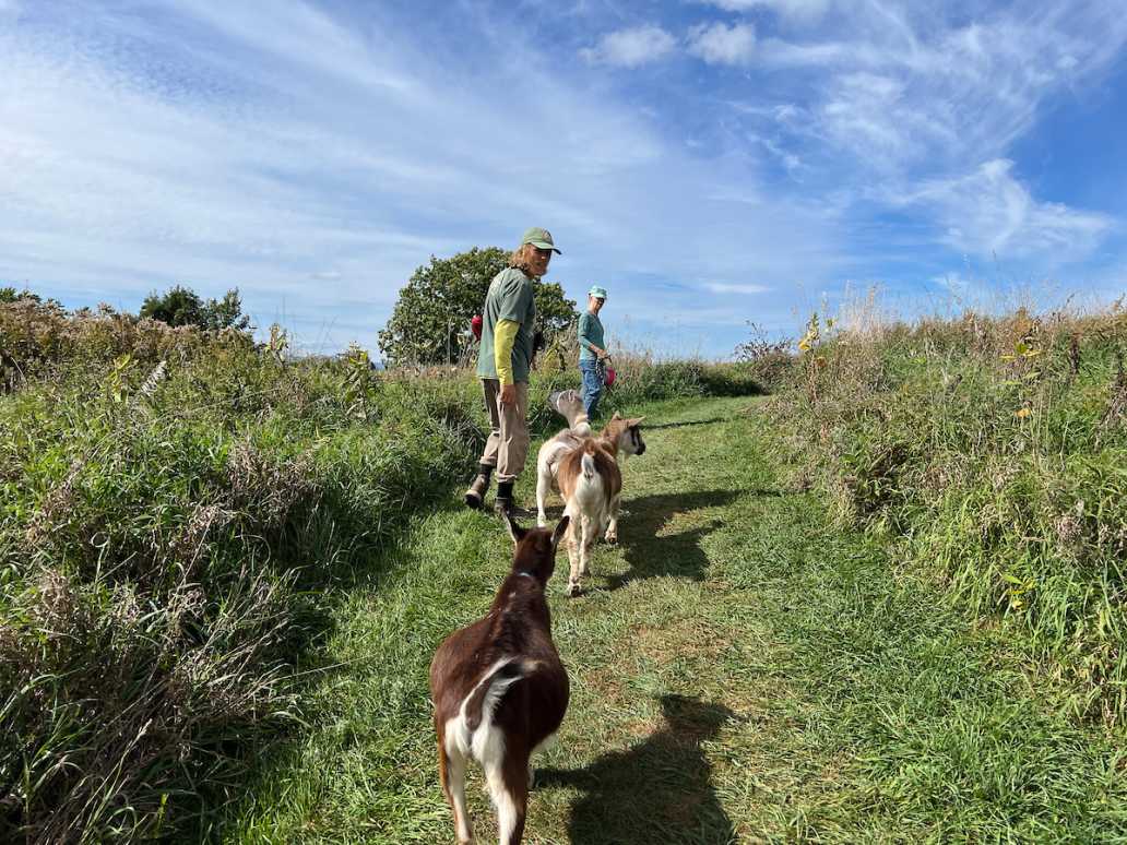 Goat Hike