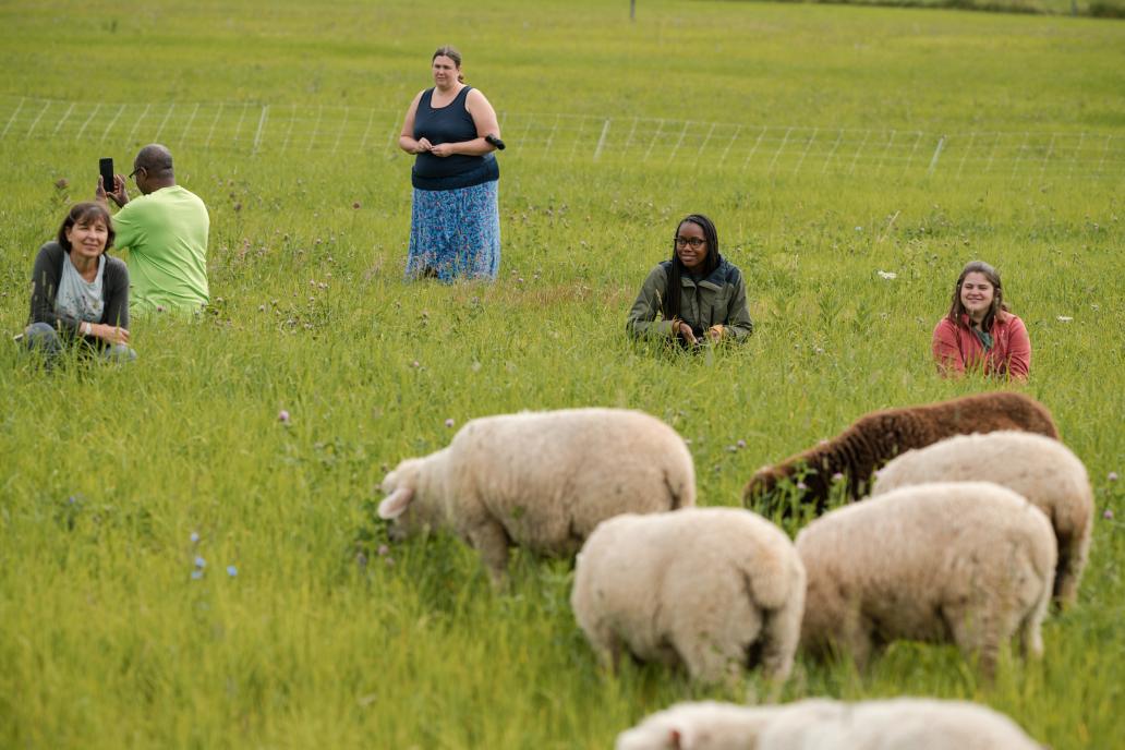 Educators sit in a green pasture, observing sheep.
