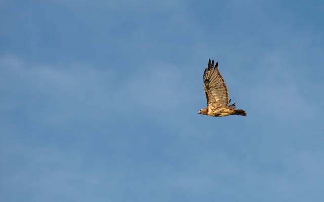 Hawk flying in air