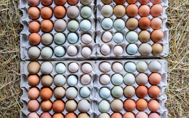 colorful chicken eggs arranged in a diamond pattern