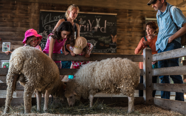 farm visitors petting fluffy sheep