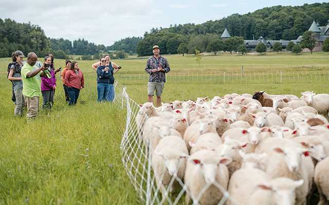 A dozen adults stand in a field full of tall pasture grass, admiring a flock of sheep
