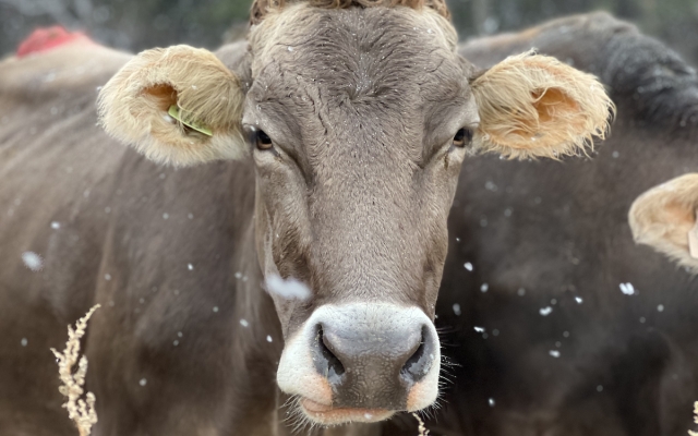 cow in field during winter