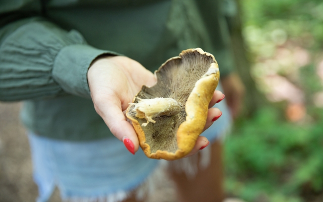 September mushroom foray 