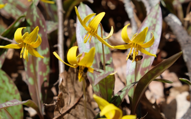 spring ephemerals