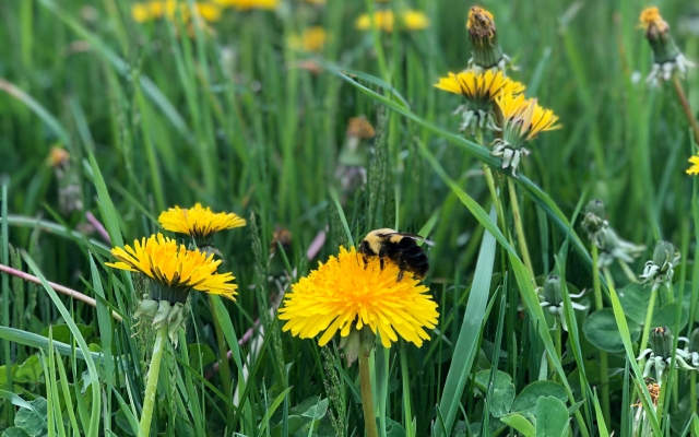 dandelion in grass with bee