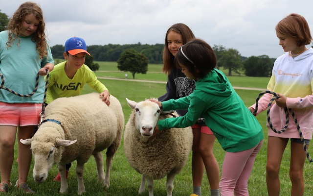 A group of children gather around two sheep in a grassy pasture