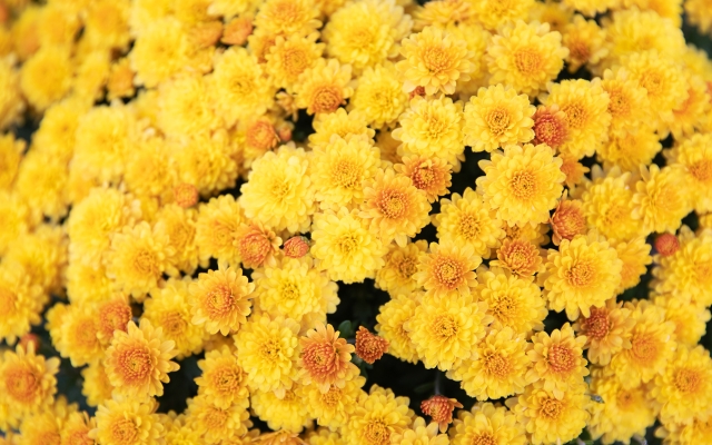 yellow flowers