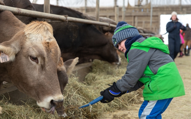 Boy shoveling hay toward a cow in a barn setting