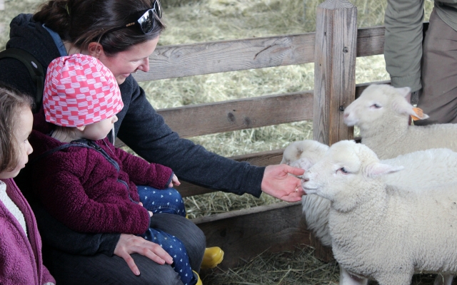 family playing with lambs