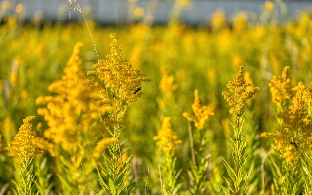 goldenrod 