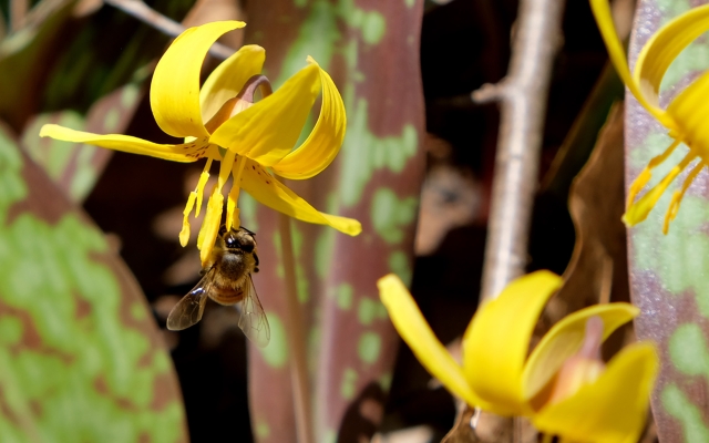 Ephemerals pollinator