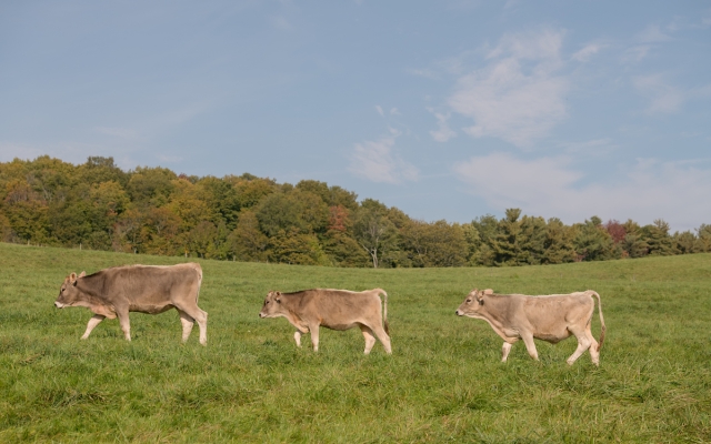 three cows walking in field