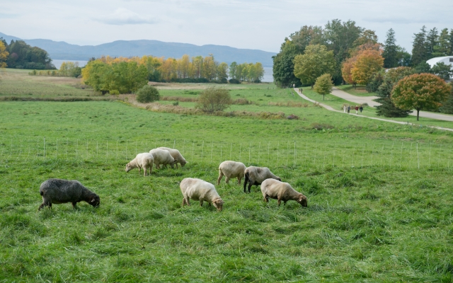 sheep grazing along path