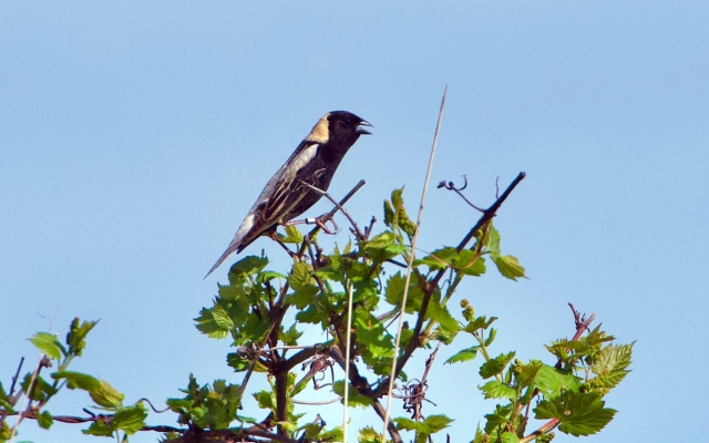 bird in tree