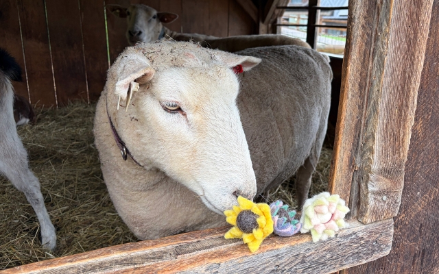 sheep with felted flower