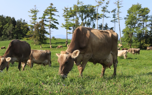 cows out to pasture