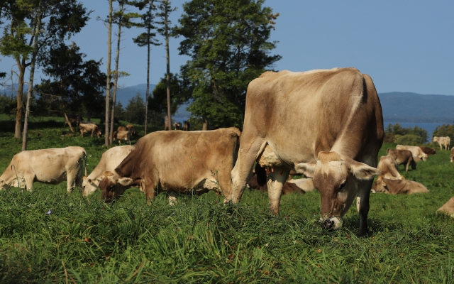 cows in pasture