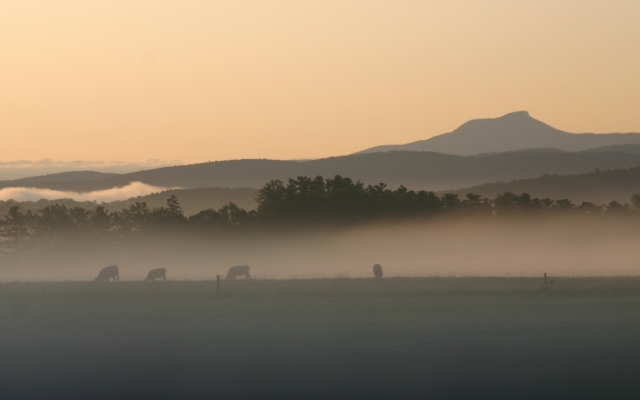 Mo's photo of cows