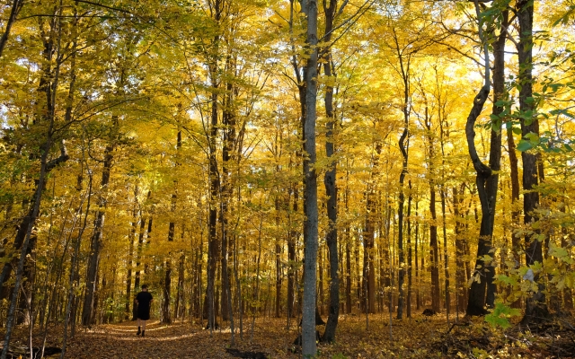 person walking in fall foliage 