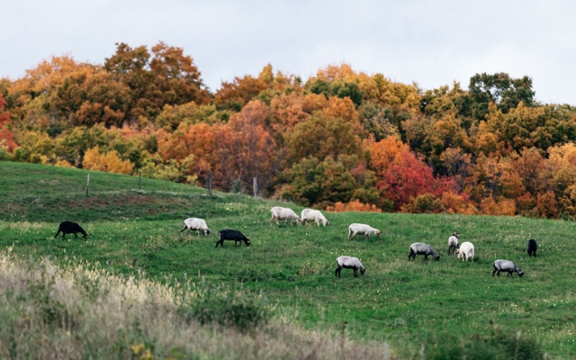 A flock of sheep on a green pasture, autumnal trees in the distance.