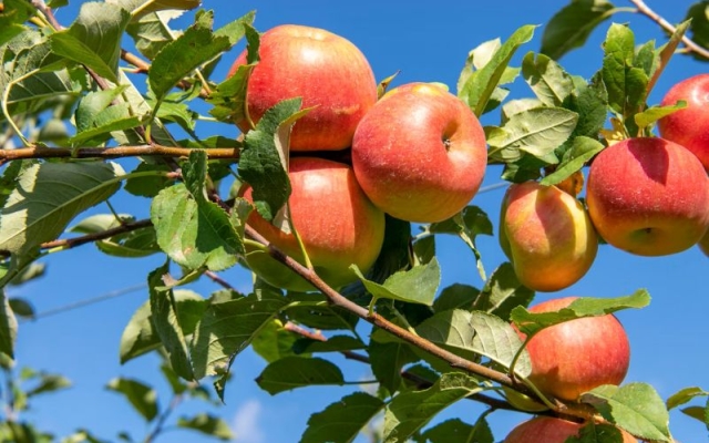 apples on trees