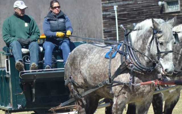 learning to drive draft horses