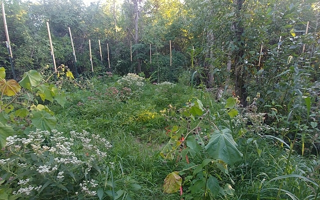 Myco-Phytoremediation