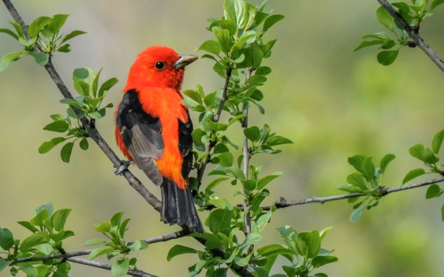 scarlet tanager