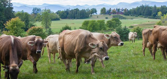 brown swiss cows on pasture