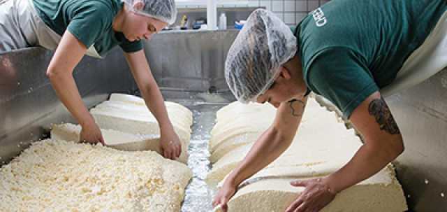 two women stacking cheddar curds from opposite sides of cheesemaking vat