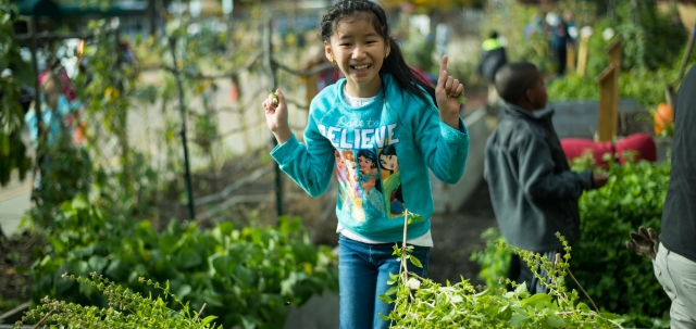 A student harvests basil in a school garden