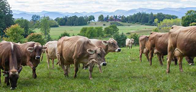brown cows walking in a field with mountains in background
