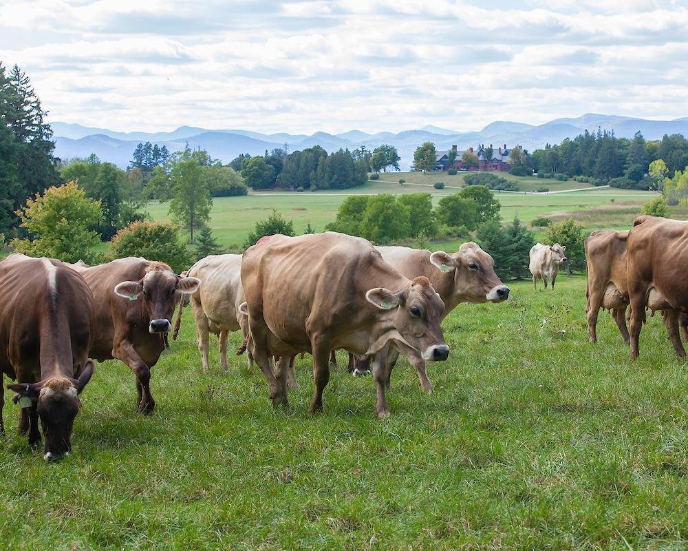 Brown Swiss Cows on pasture