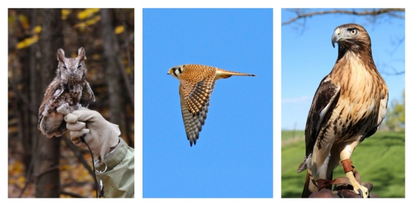 Birds Take Flight - A Benefit Celebration for OFES, is being held on Saturday, October 17 at the Coach Barn