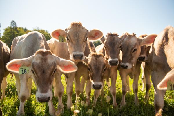 Brown swiss calves staring right into the camera