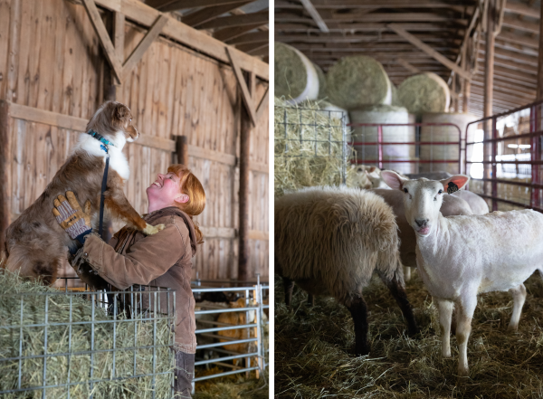 Renee takes a break to say hello to her working farm dog, Ginny. A freshly shorn ewe rejoins the herd.