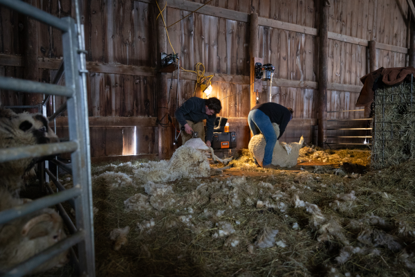 Ian Irwin and Liz Willis shearing.