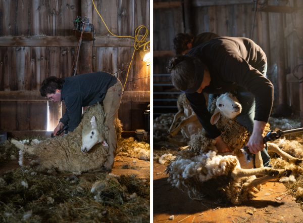 Ian and Liz shearing.