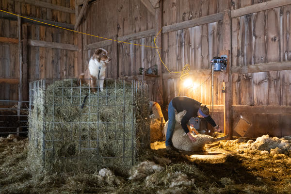 Ginny watches over the barn as the shearing continues.