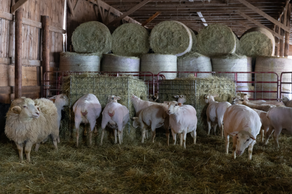 A freshly shorn herd snacks away. The ram on the left keeps his wool.