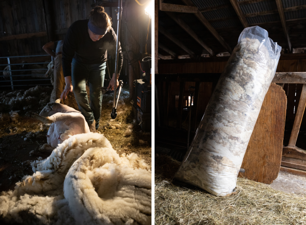 A ewe stands up after shearing, wool cascading behind. The wool piles in layers throughout the day, packed tightly in tall plastic bags.