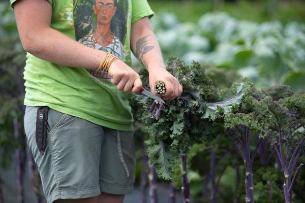 Harvesting kale at our organic Market Garden.