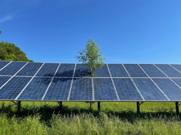 Small tree growing in between solar panel array at Shelburne Farms
