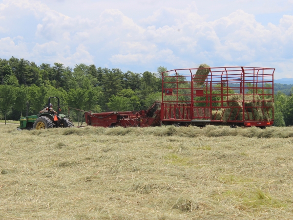 Growing, Harvesting, and Baling Hay: A Complete Guide