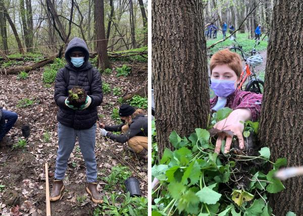Planting ostrich ferns and removing invasive garlic mustard in the Intervale